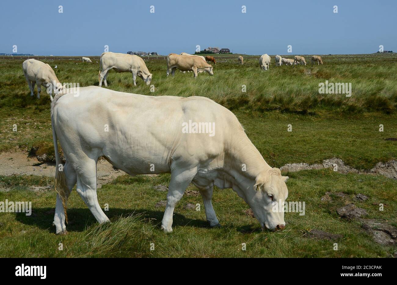 vaca blanca Foto de stock