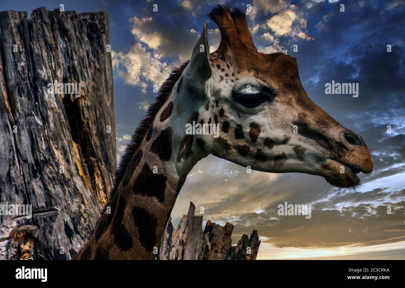 Giraffe (Giraffa) es un mamífero africano de artiodactyl, el animal terrestre vivo más alto y el rumiante más grande Foto de stock