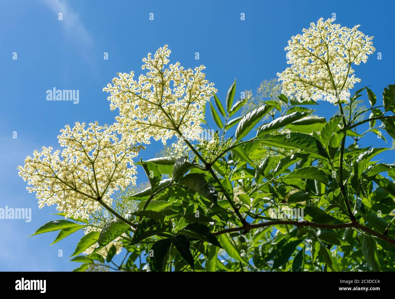 El élder Sambucus nigra flores a finales de la primavera - Somerset Reino Unido Foto de stock