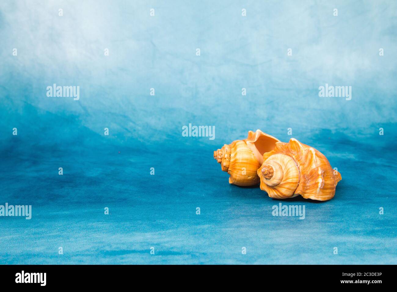 Conchas sobre un fondo azul Foto de stock