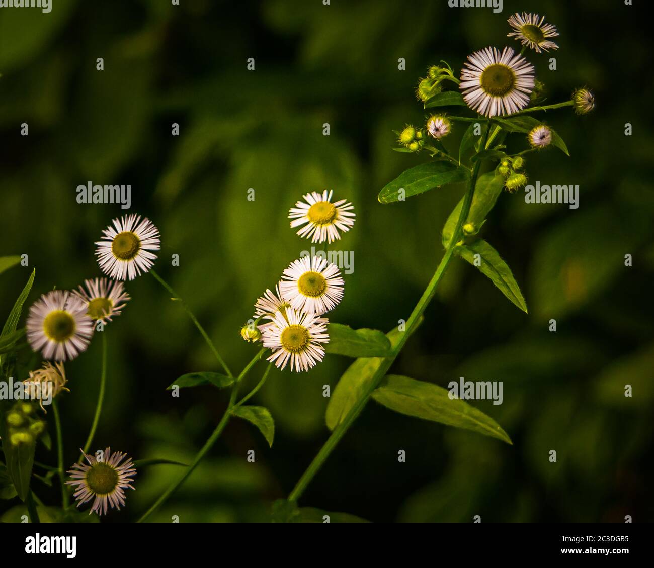 Pequeño patio de estilo inglés con jardín de flores. Foto de stock