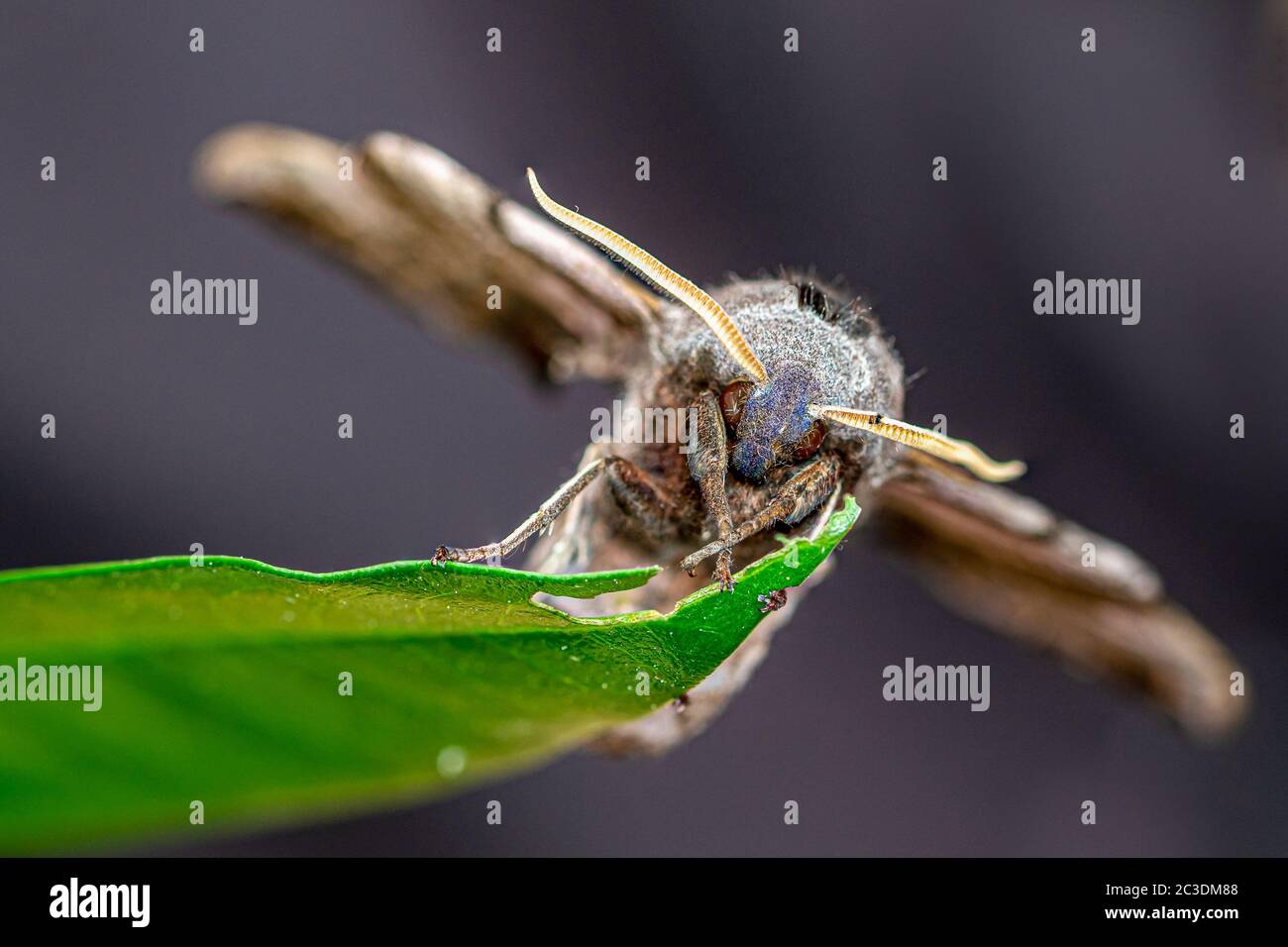 Polilla de halcón con ojos, Smerinthus ocellatus, descansando sobre una hoja verde con las piernas delanteras cruzadas Foto de stock