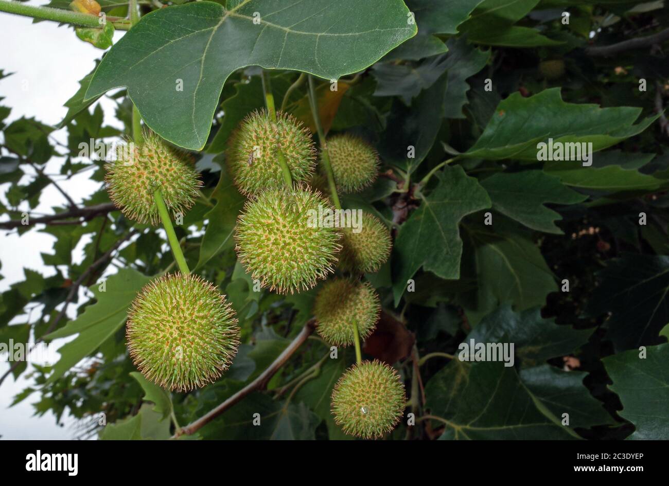 Frutos del Platanus hispanica de cerca Foto de stock