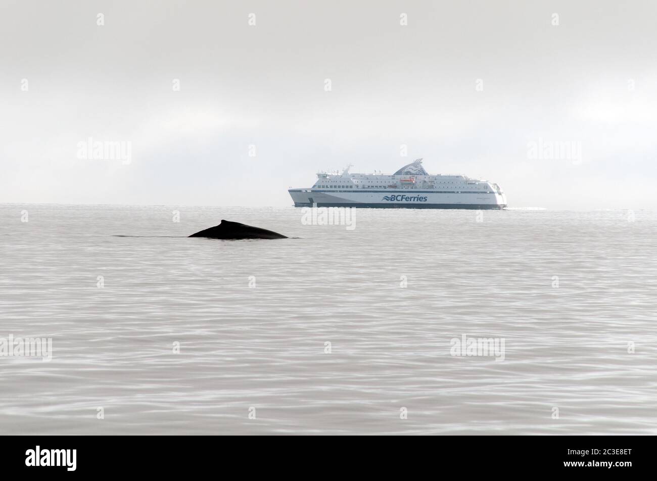 Una ballena jorobada se superficie en el Océano Pacífico como un barco de ferry BC navega en la distancia, de la costa central de la Columbia Británica, Canadá. Foto de stock