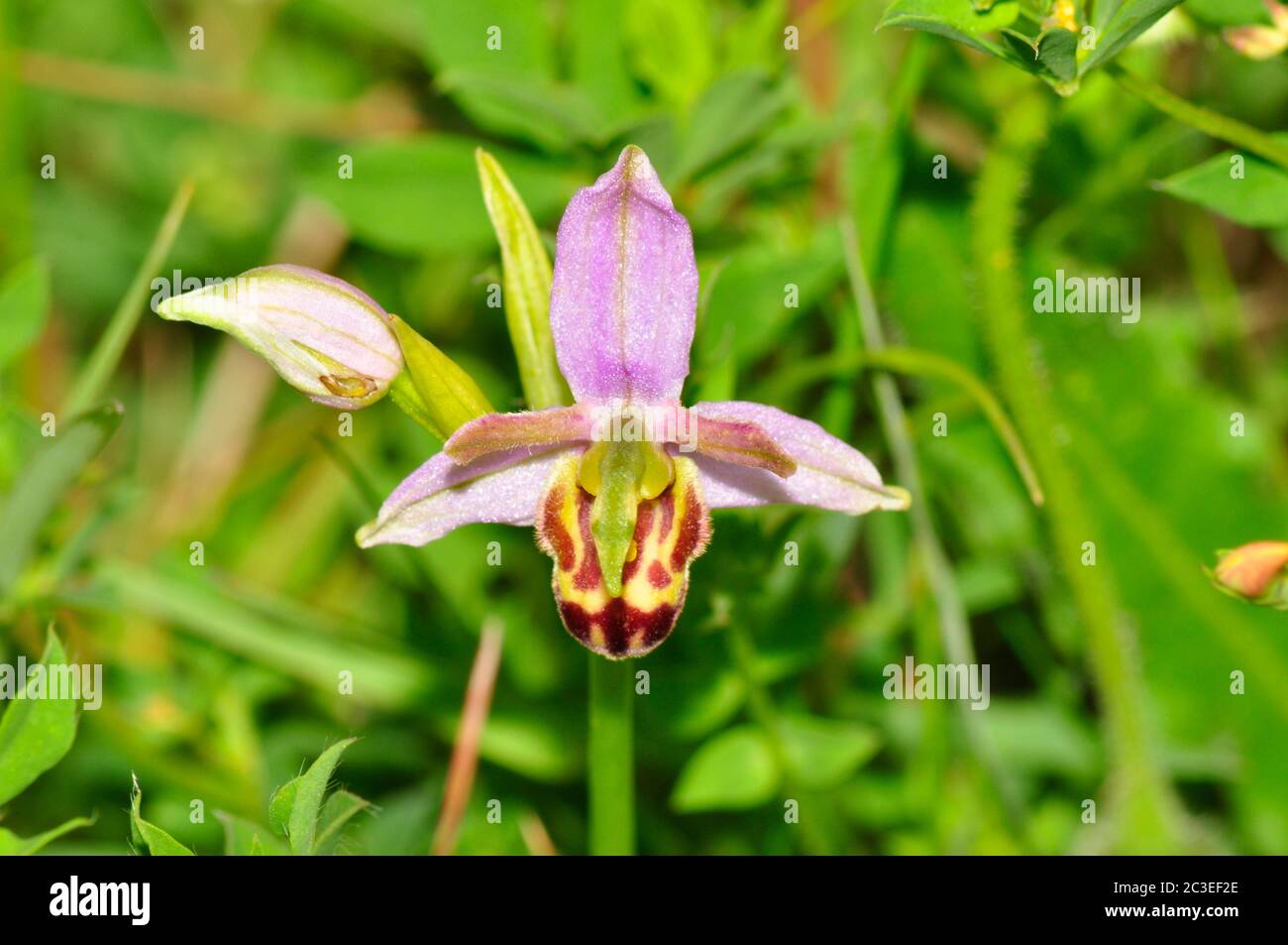 Bee Orchid,Orphy apifera,var.belgarum, cerca, vista frontal, amplia extensión en el sur de Inglaterra. Reino Unido, de junio a julio, Wiltshire. Foto de stock