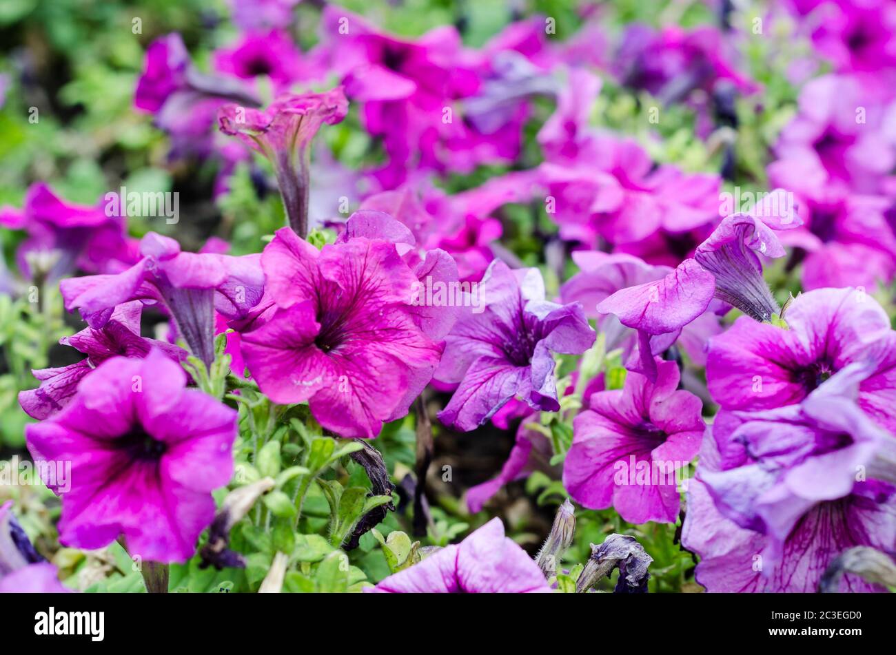 gran cama de flores con petunia púrpura Foto de stock