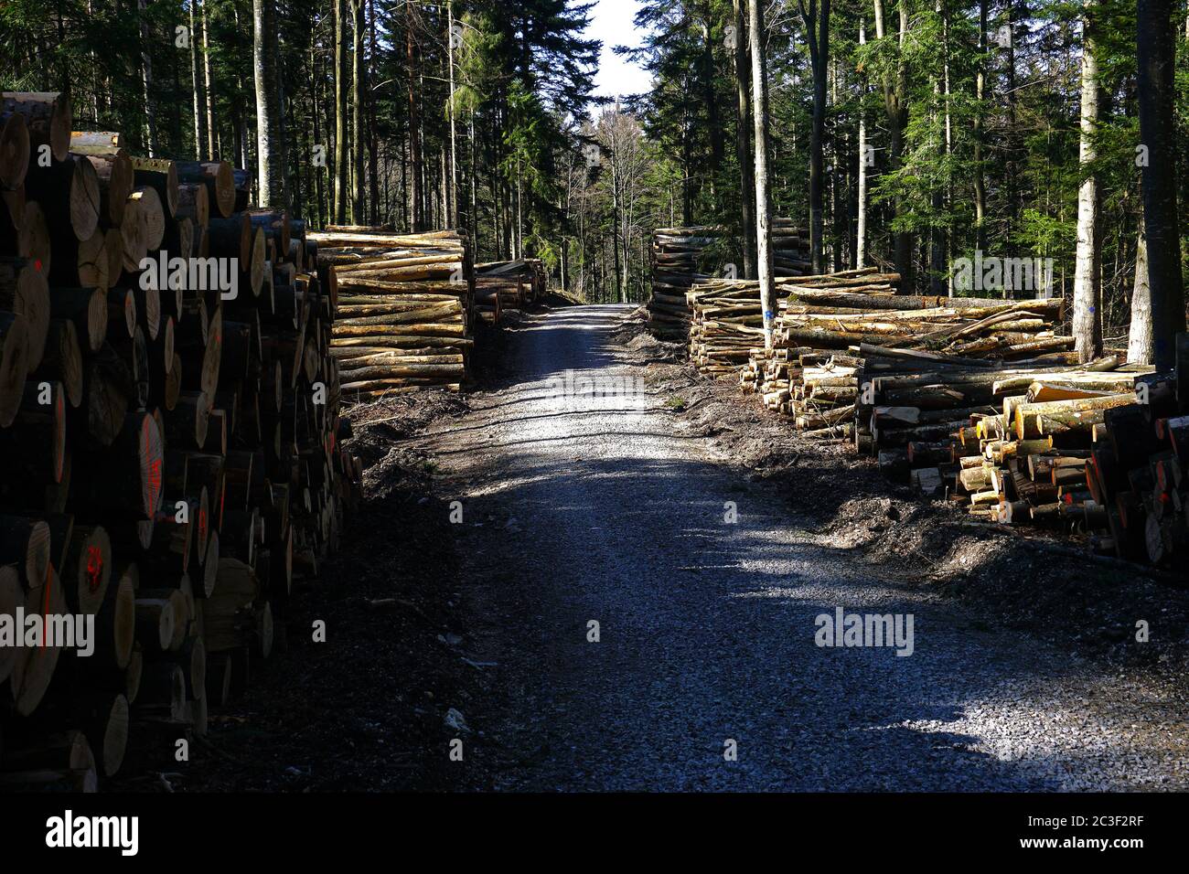 Tala, silvicultura, corte de madera Foto de stock