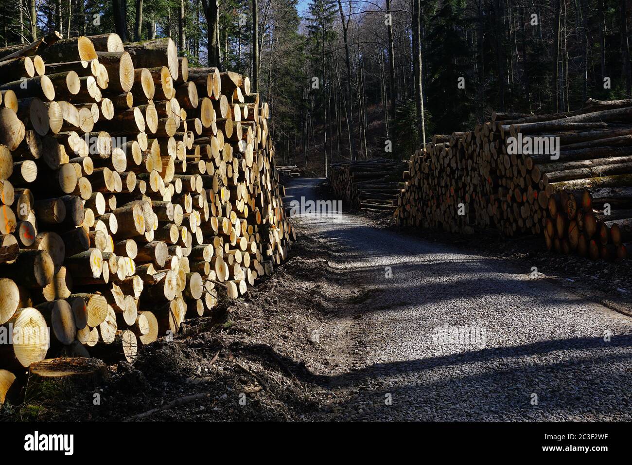 Tala, silvicultura, corte de madera Foto de stock