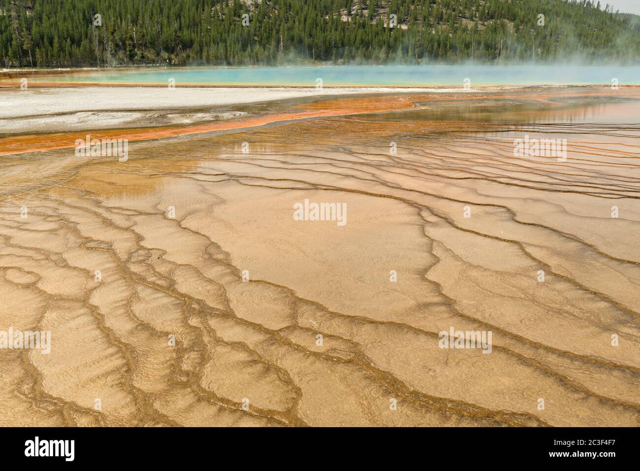 Alfombras de cianobacterias coloridas rodean el Grand Prismatic Spring, el manantial termal más grande del Parque Nacional Yellowstone y el tercero más grande del mundo. Grand Prismatic tiene aproximadamente 250 por 300 pies de tamaño, un promedio de 160 grados Fahrenheit y tiene hasta 160 pies de profundidad. Los colores brillantes alrededor de la primavera son de microorganismos que crecen en el escurrimiento de agua caliente. El Grand Prismatic Spring es parte del Grupo Midway Geyser Basin Excelsior en Yellowstone, Wyoming. Foto de stock