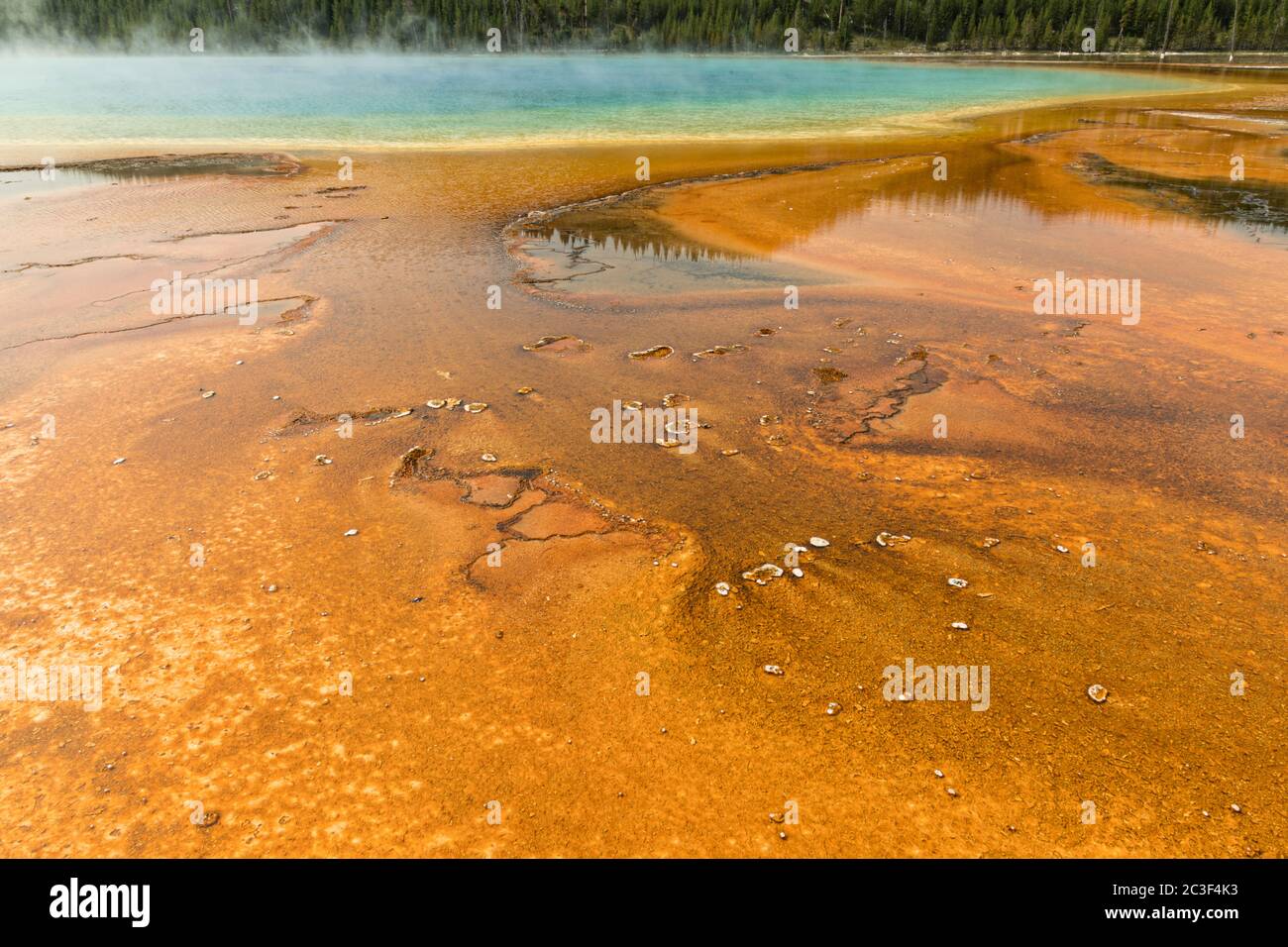 Alfombras de cianobacterias coloridas rodean el Grand Prismatic Spring, el manantial termal más grande del Parque Nacional Yellowstone y el tercero más grande del mundo. Grand Prismatic tiene aproximadamente 250 por 300 pies de tamaño, un promedio de 160 grados Fahrenheit y tiene hasta 160 pies de profundidad. Los colores brillantes alrededor de la primavera son de microorganismos que crecen en el escurrimiento de agua caliente. El Grand Prismatic Spring es parte del Grupo Midway Geyser Basin Excelsior en Yellowstone, Wyoming. Foto de stock