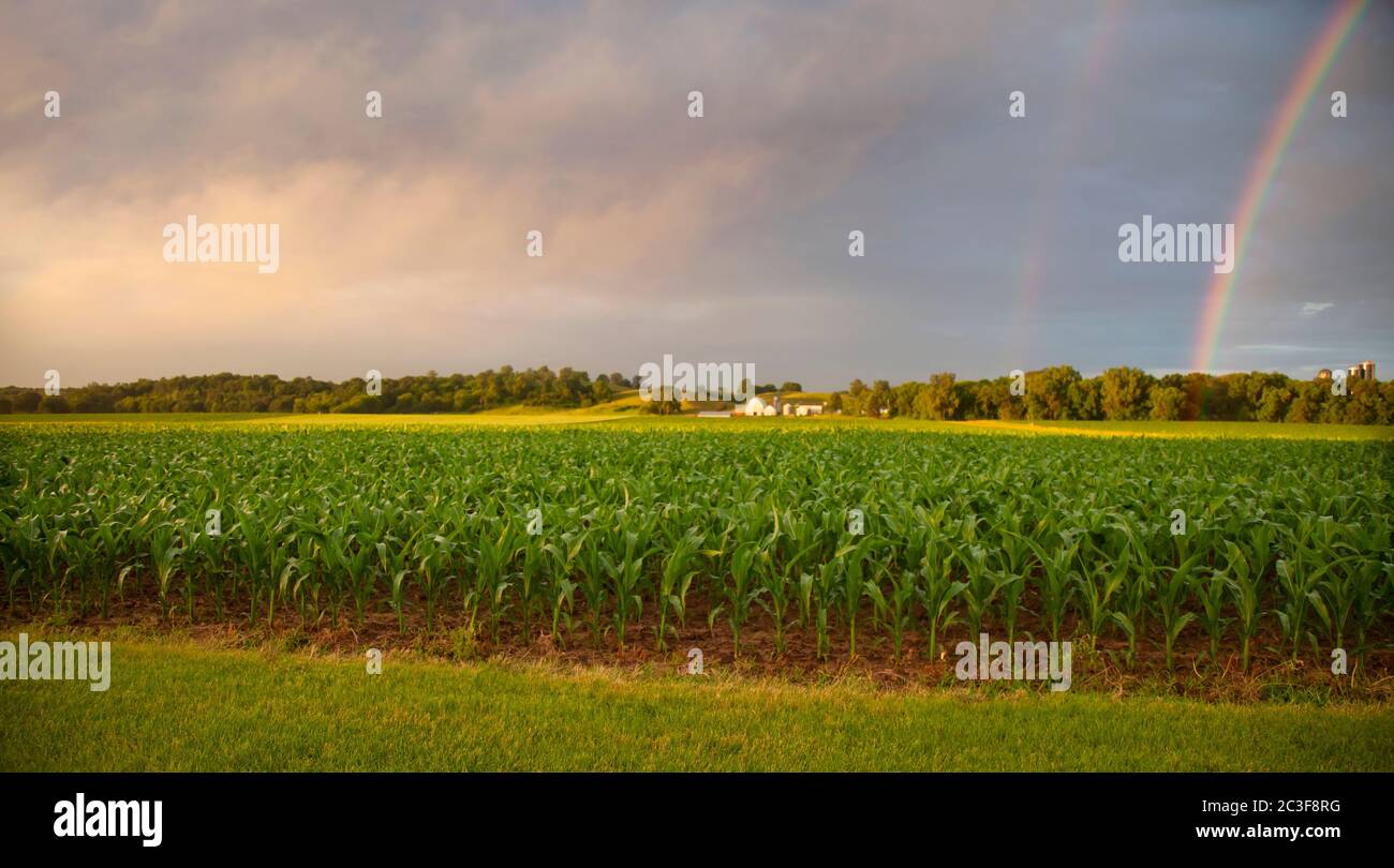 Enfoque selectivo temprano por la mañana vista de maíz joven y una granja con un arco iris doble en un día lluvioso Foto de stock