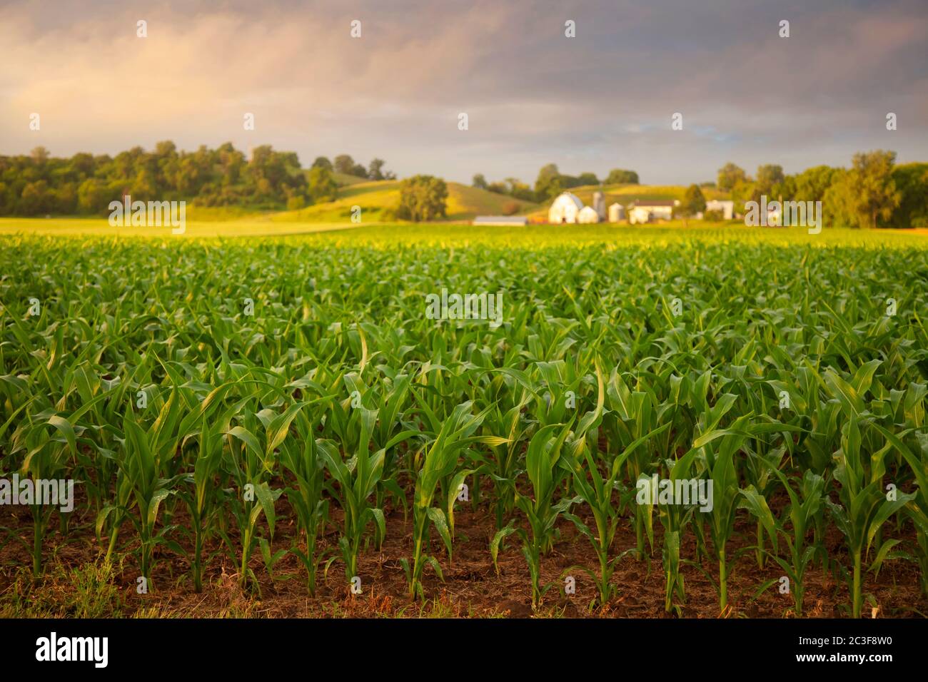 Enfoque selectivo temprano por la mañana vista de maíz joven y una granja en un día lluvioso Foto de stock
