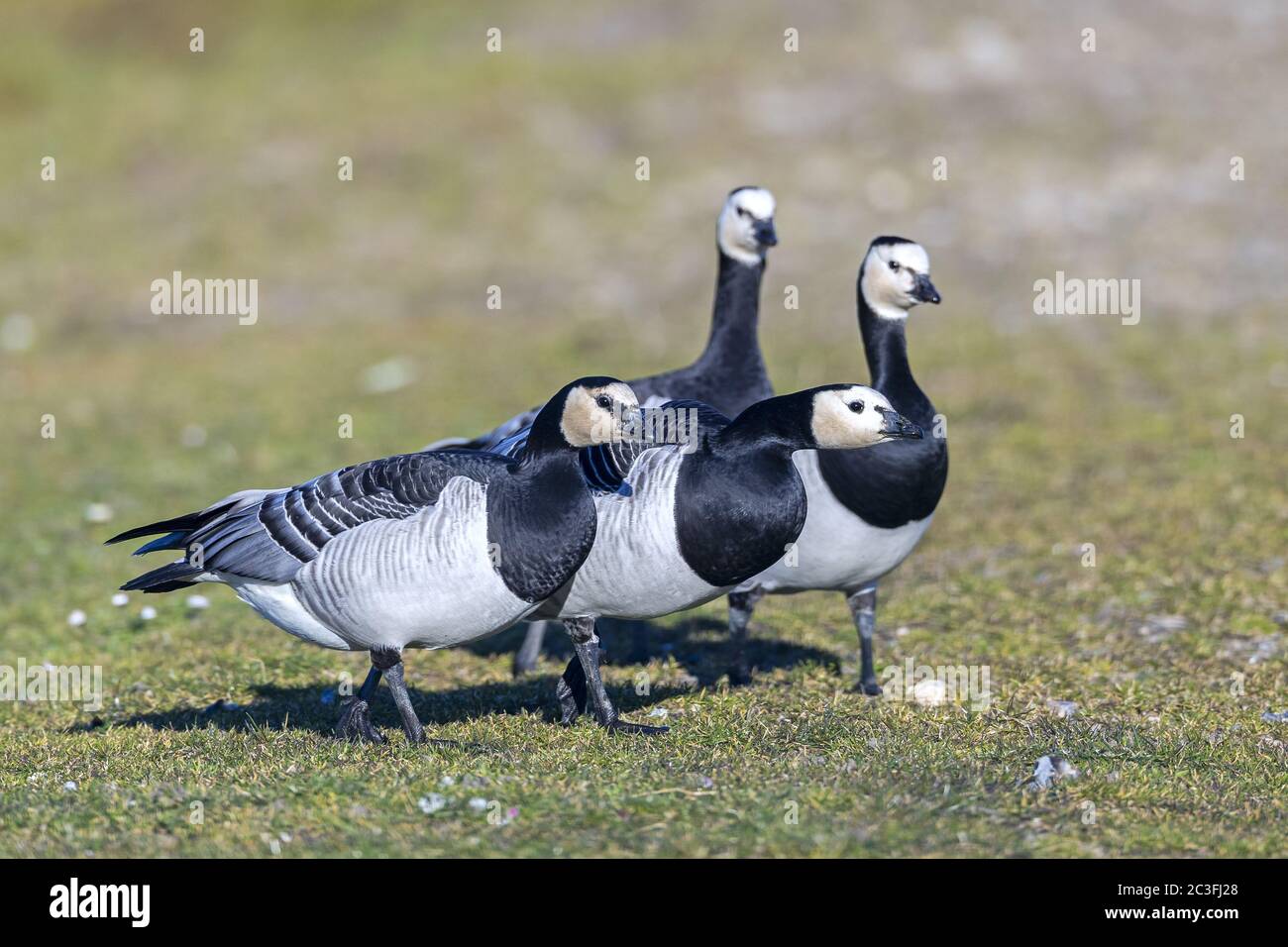 Un par de Barnacle Goose amenaza con conespecíficos Foto de stock