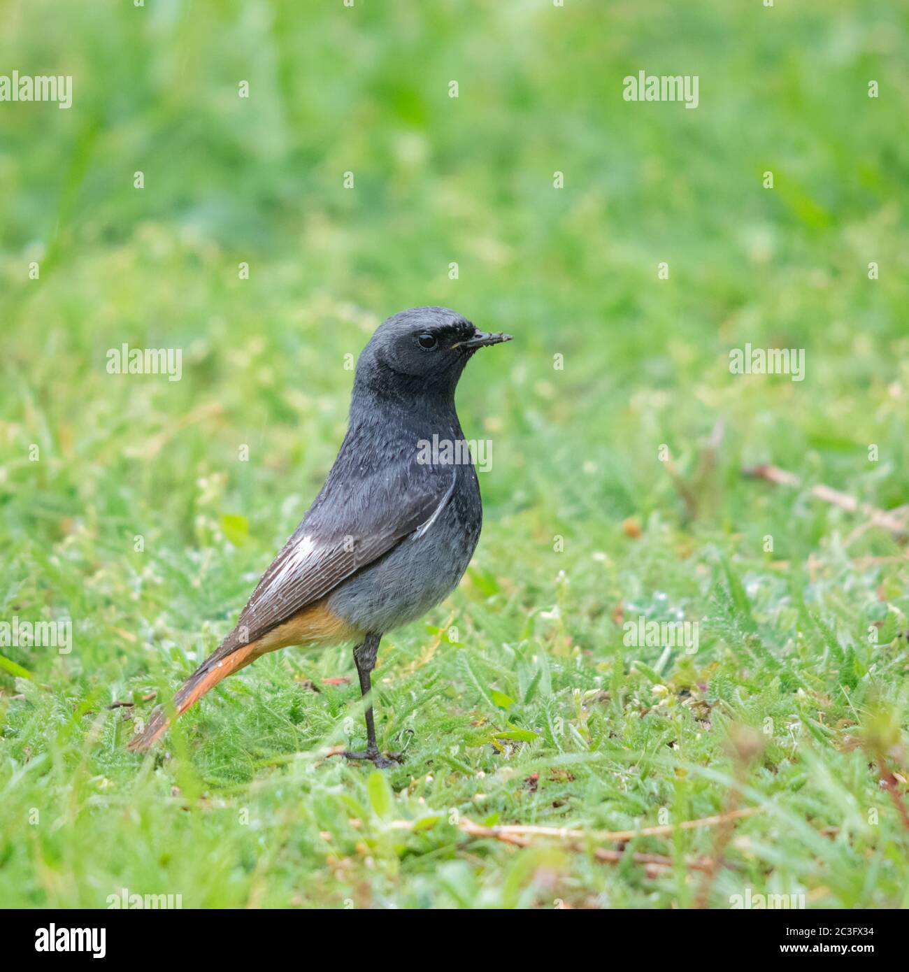 Pájaro radstart macho en un prado bajo la lluvia Foto de stock