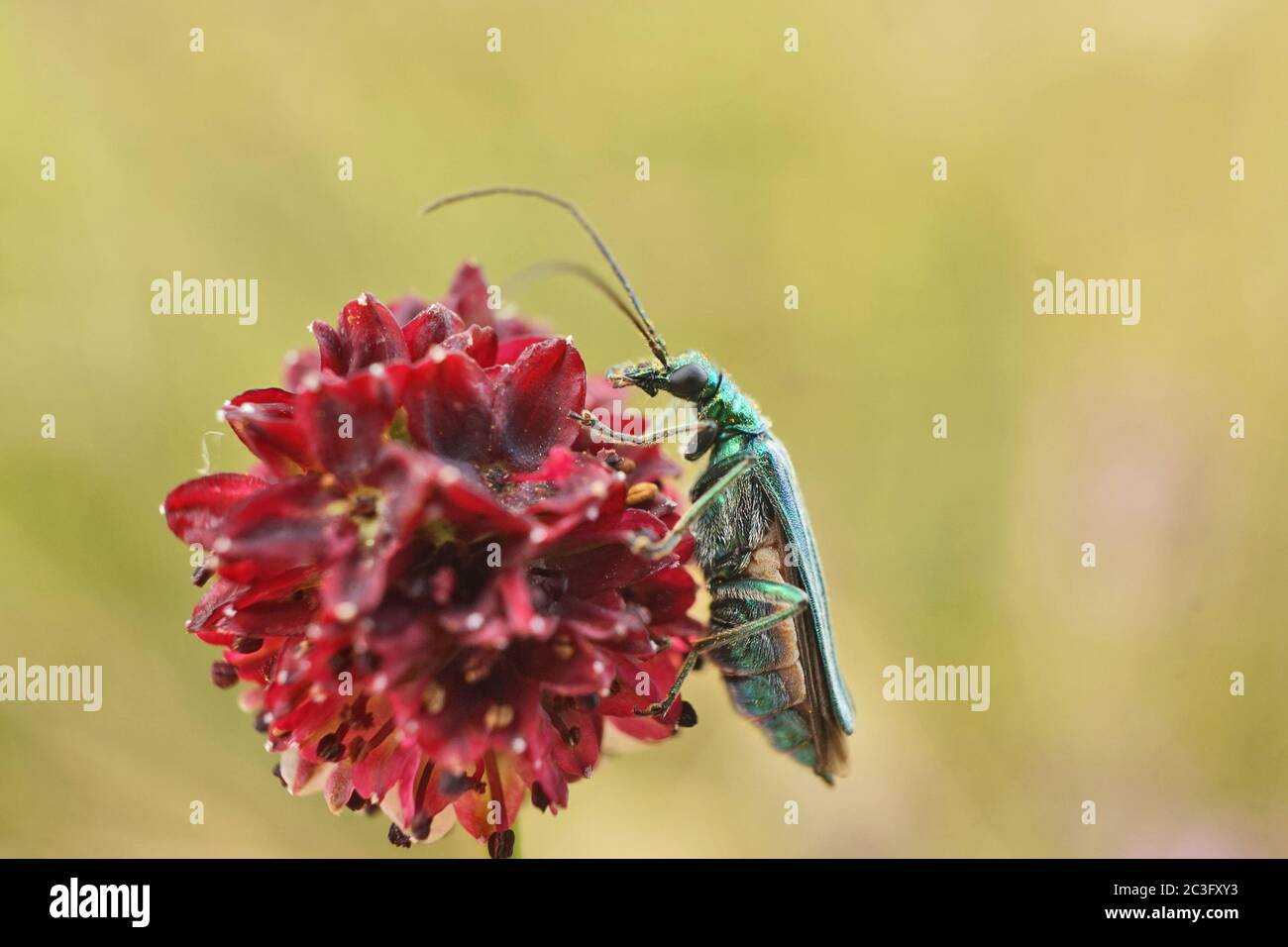 Cerca de un escarabajo de flores de patas gruesas Foto de stock
