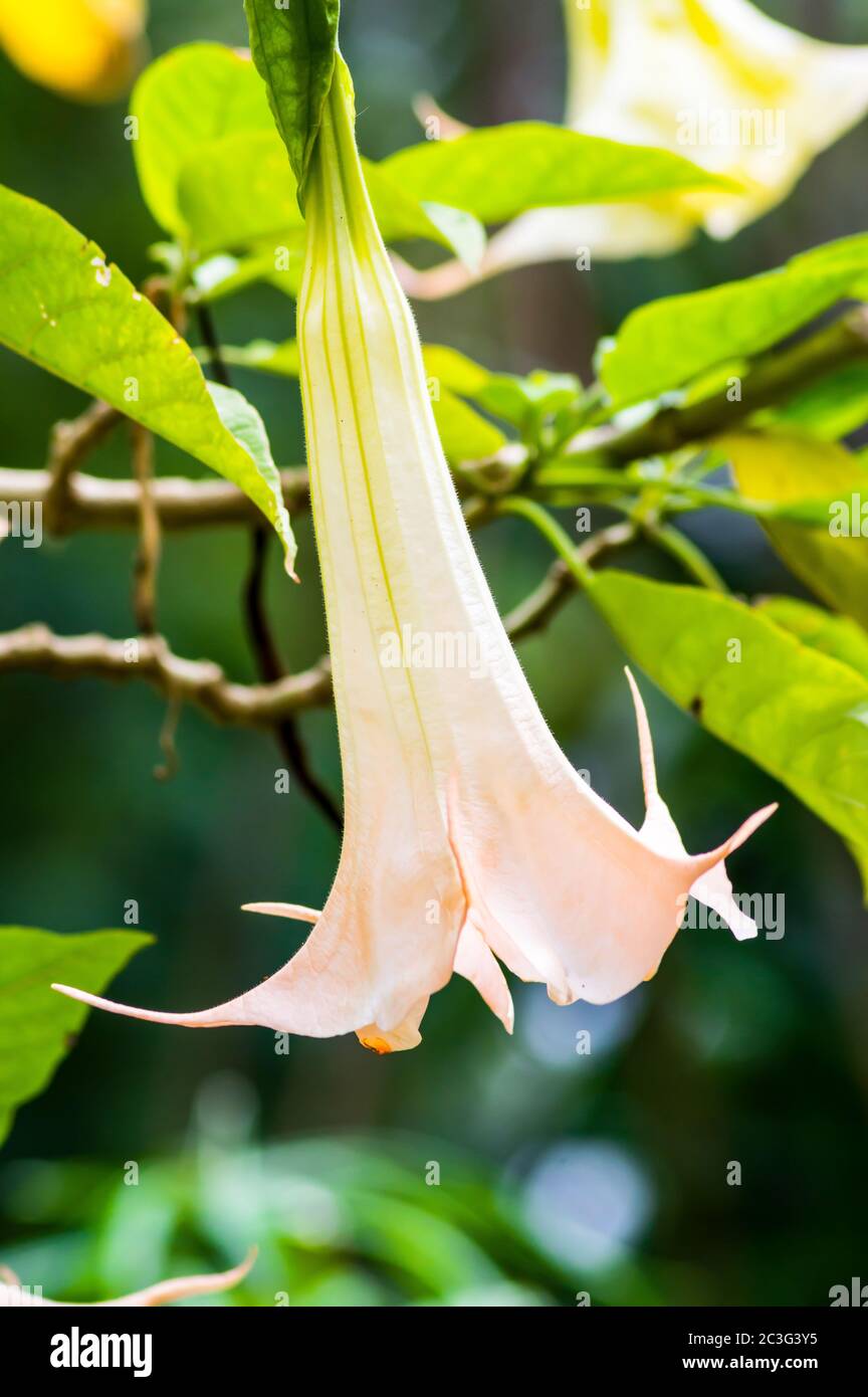 Anemopaegma es un género de plantas con flores perteneciente a la familia Bignoniaceae Foto de stock
