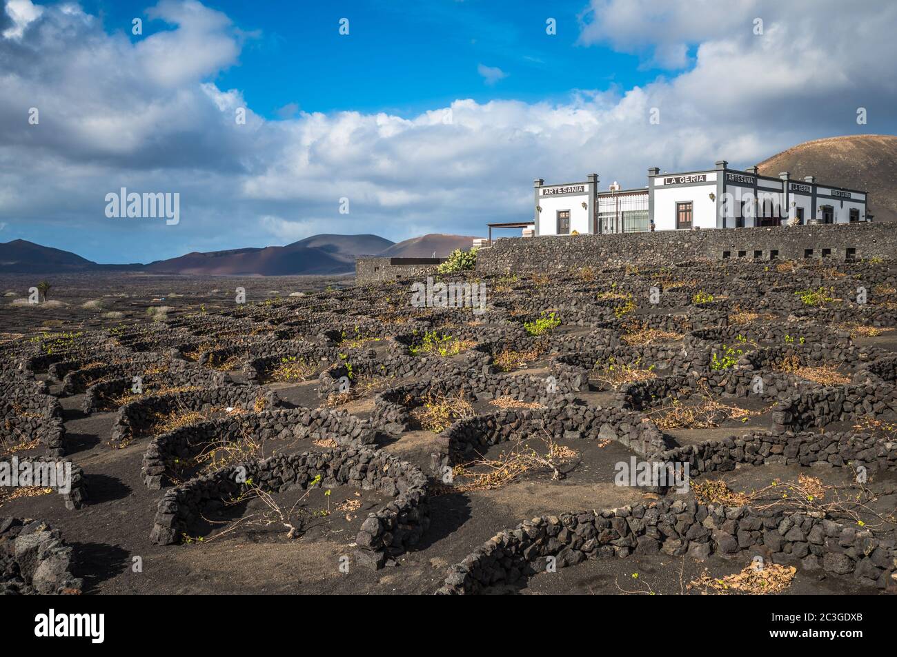 Lanzarote, ESPAÑA - 12 de diciembre de 2017: Viñedos de la Geria y bodega en suelo volcánico de Lanzarote, Islas Canarias. Foto de stock