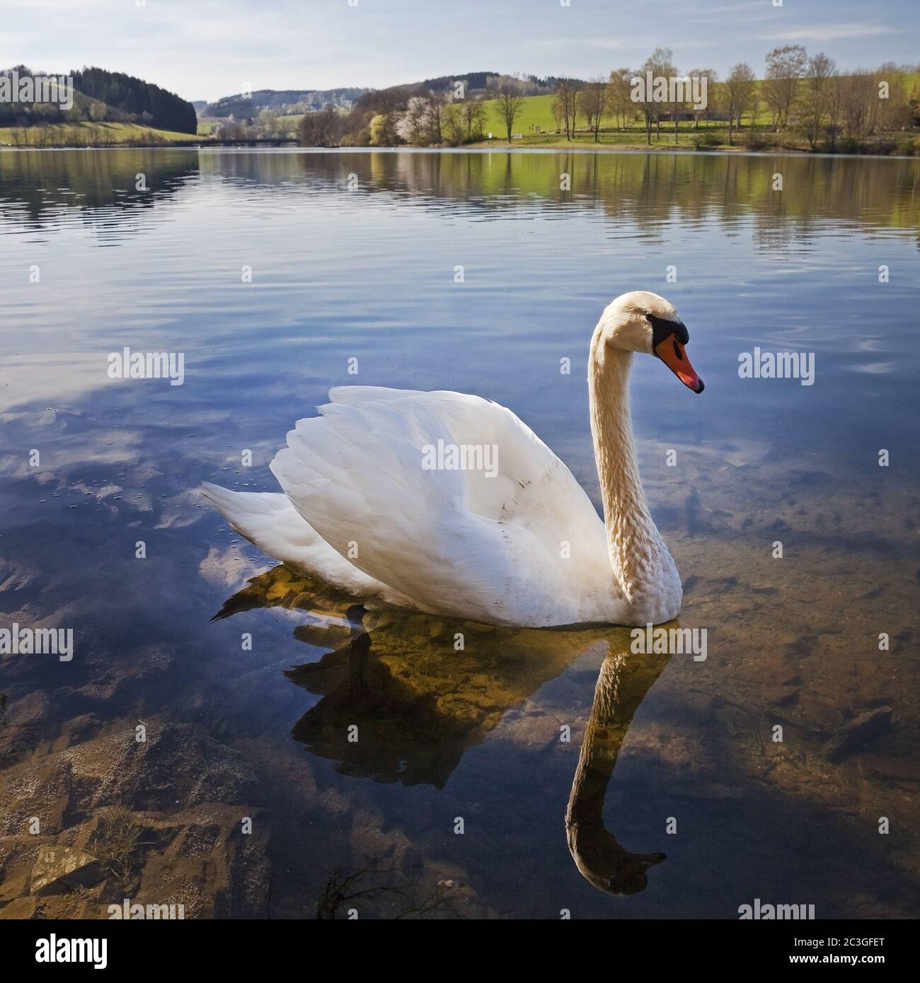 Swan en la presa de Lister, Drolshagen, Sauerland, Renania del Norte-Westfalia, Alemania, Europa Foto de stock