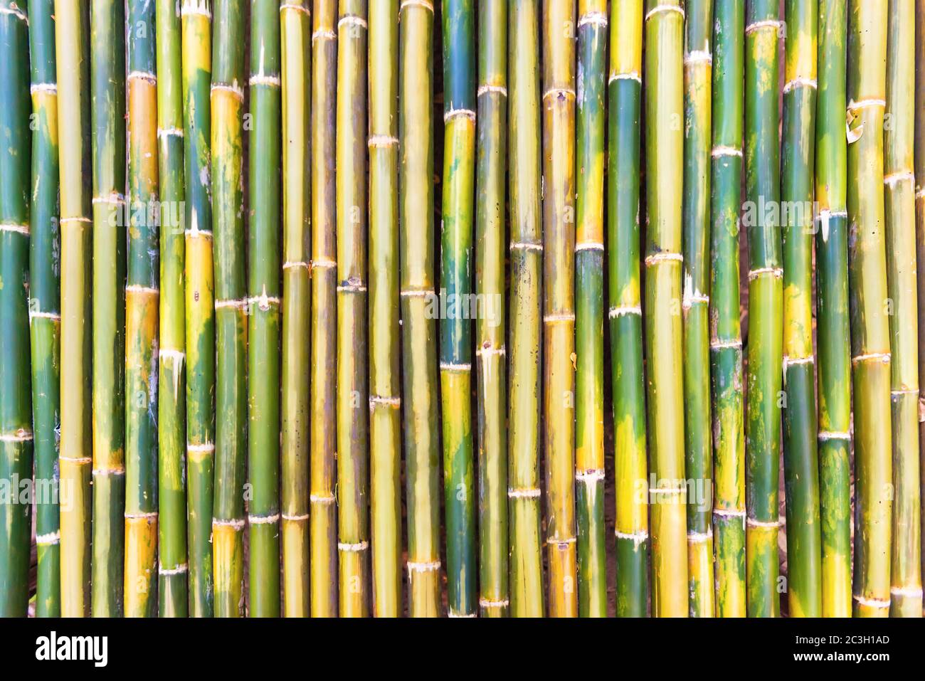 Textura De Bambú Verde Como Fondo Fotografía De Stock Alamy 3591