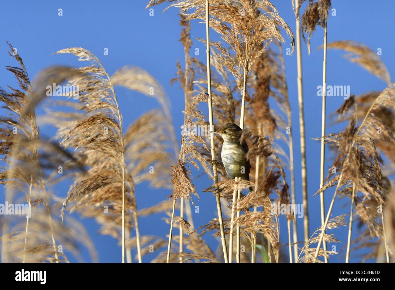 Reed euroasiática curruca Foto de stock