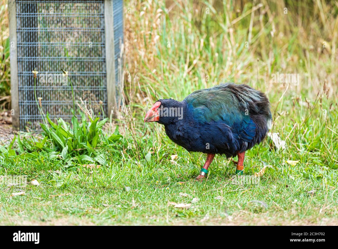 El pájaro Takahe. Un pájaro sin vuelo indígena de Nueva Zelanda fotografiado cerca de Wellington Foto de stock