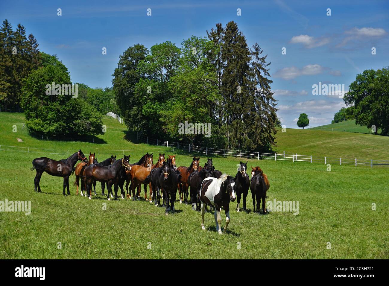 manada de caballos en el alb de suabia, alemania Foto de stock