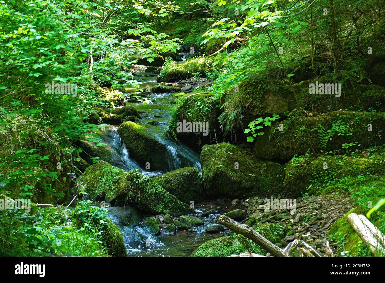 gorge cerca de Calw-Hirsau en la selva negra, alemania Foto de stock