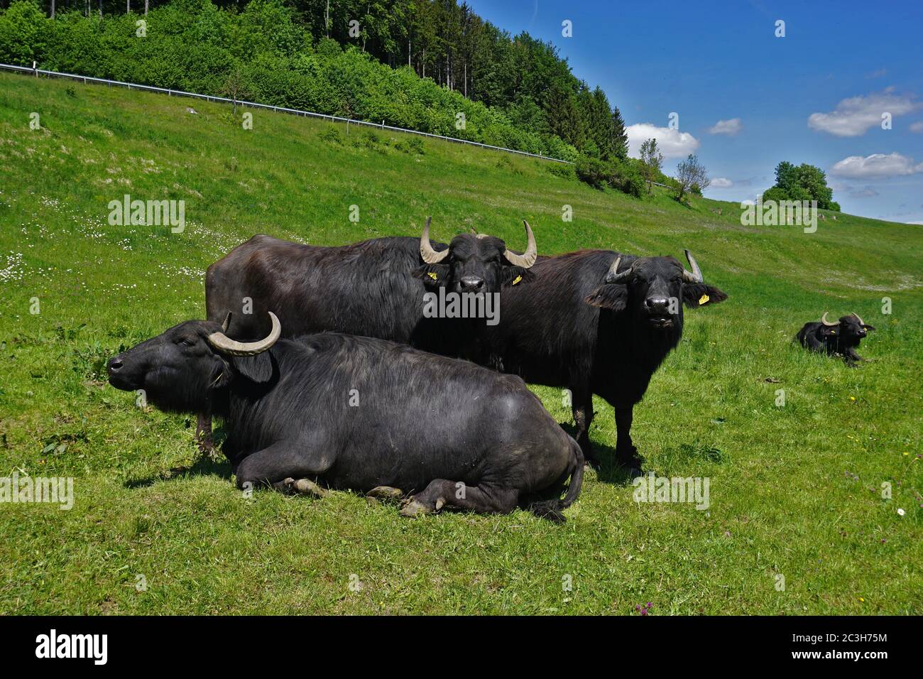 Alemania; búfalo de agua; buey de agua; alb de suabia Foto de stock