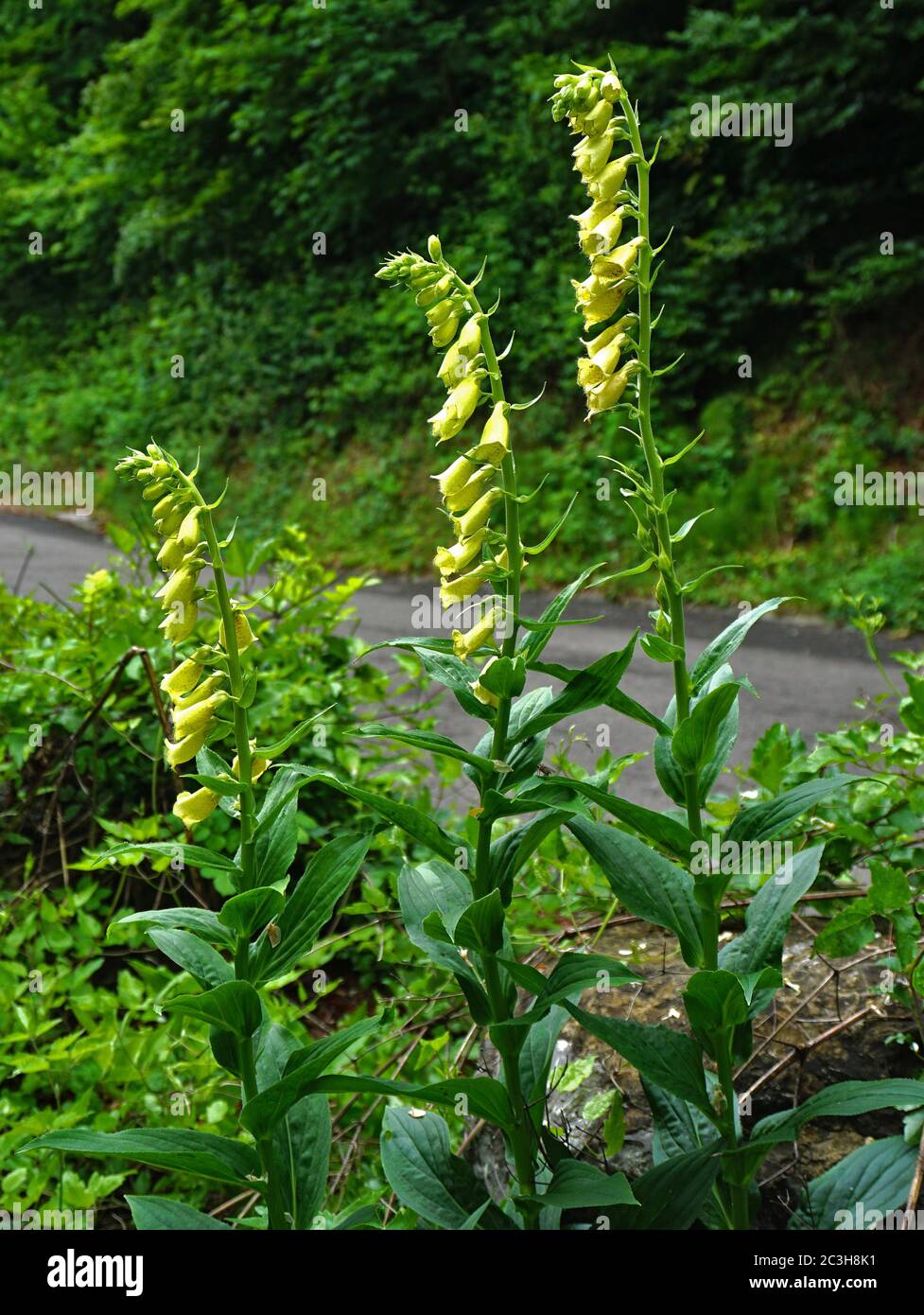 Guante de espuma de flor grande, guante de espuma perenne amarillo, guante de espuma amarillo, Digitalis grandiflora, Foto de stock