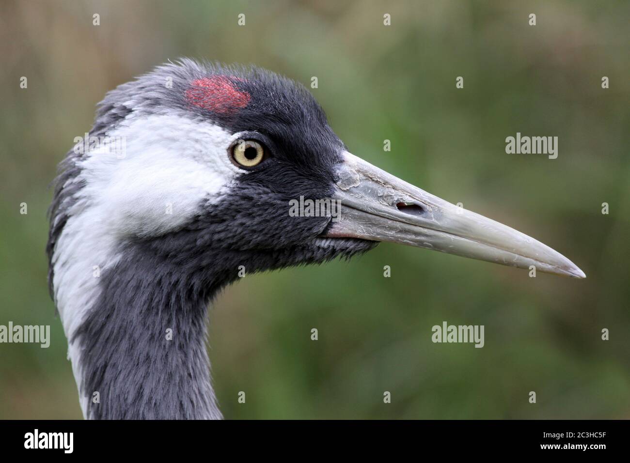 Grúa común también conocida como grúa Eurasiática (Grus grus) Foto de stock