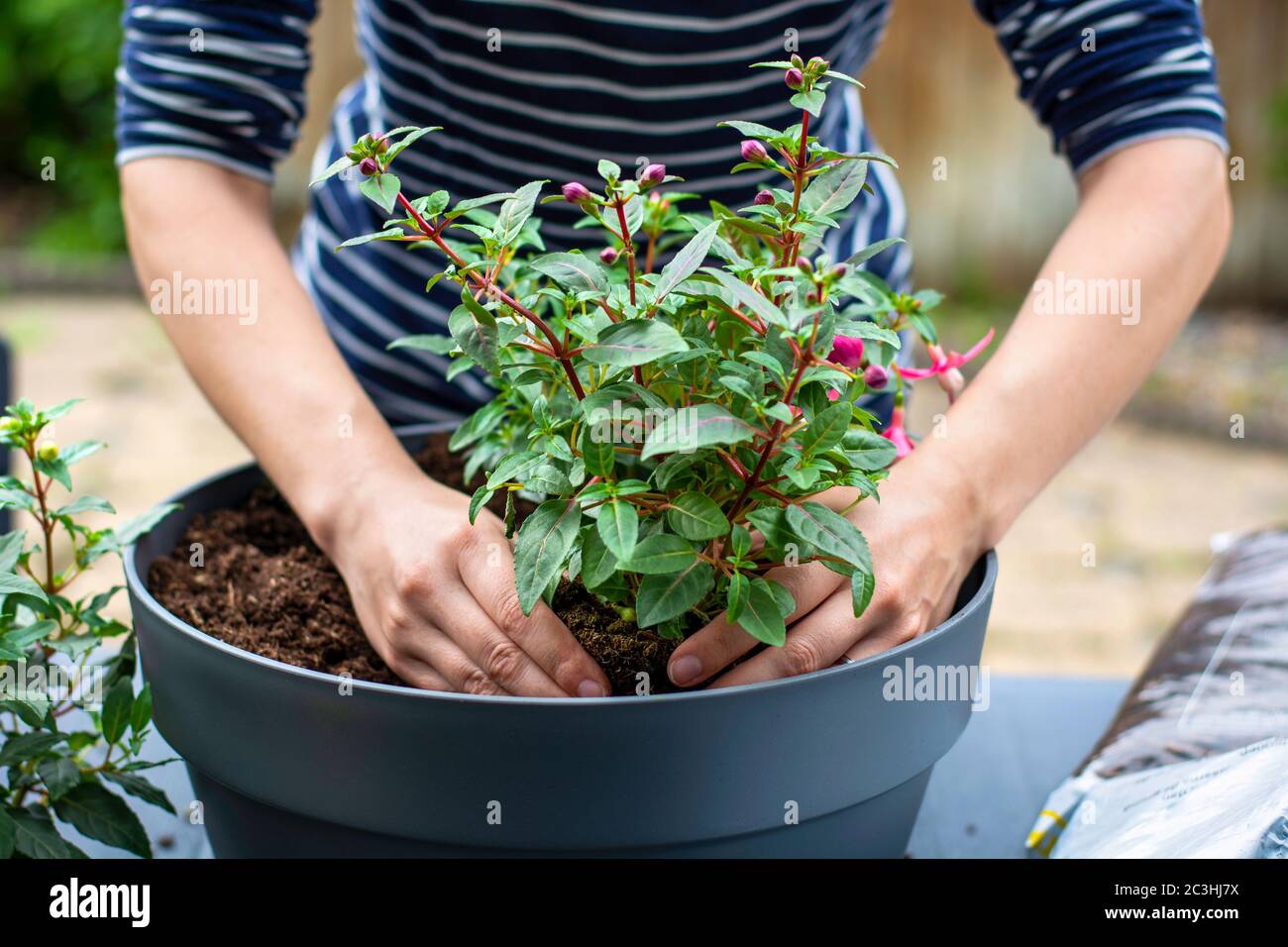 Mujer trabajando fuera en un jardín plantando plantas de flores jóvenes en una plantadora. Las manos de la mujer plantan fuera planta floreciente. Replantando / poniendo plantas Foto de stock