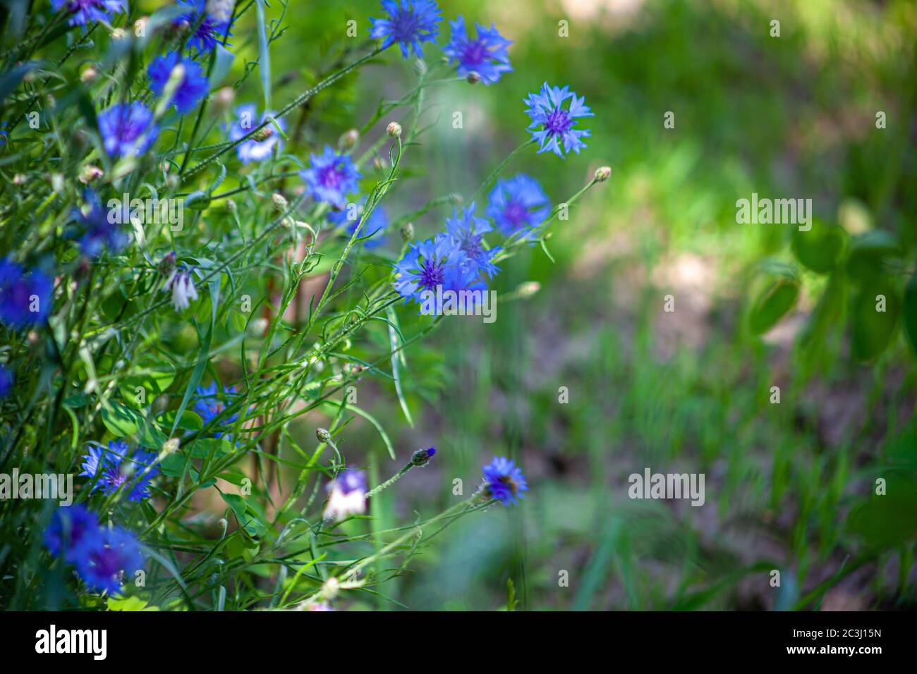 Flor de maíz azul. Flores silvestres. Fondo verde natural. Flores de maíz. Naturaleza. Flores silvestres de verano Fotografía de stock - Alamy Flor de maíz azul. Flores silvestres. Fondo verde natural. Flores de maíz. Naturaleza. Flores silvestres de verano Fotografía de stock - Alamy