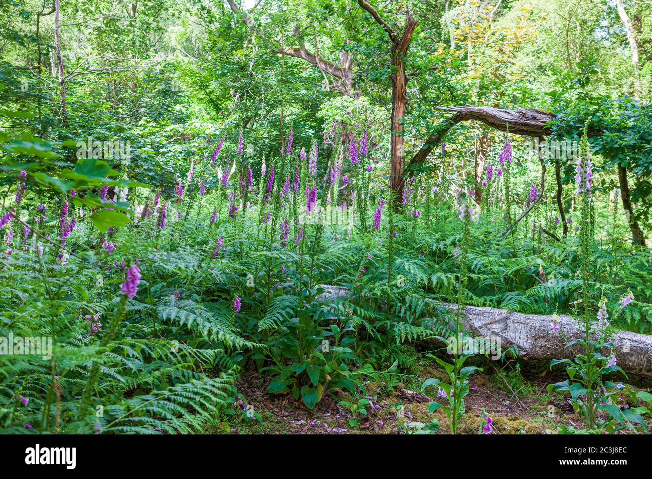 rellenos de bosque con guantes de espuma reino unido con árbol caído temprano en verano knottishart heath norfolk Foto de stock