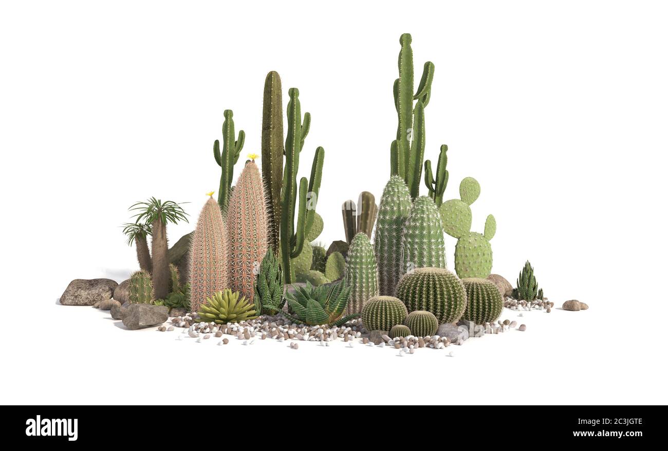 Composición decorativa compuesta por grupos de diferentes especies de cactus, aloe y plantas suculentas aisladas sobre fondo blanco. Vista frontal. Renderización 3D Foto de stock
