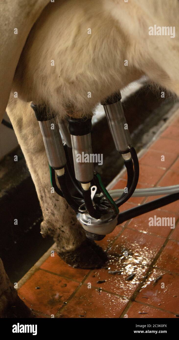 La vaca se detuvo en ordeño mecánico con tubos de succión conectados a sus ubres Foto de stock