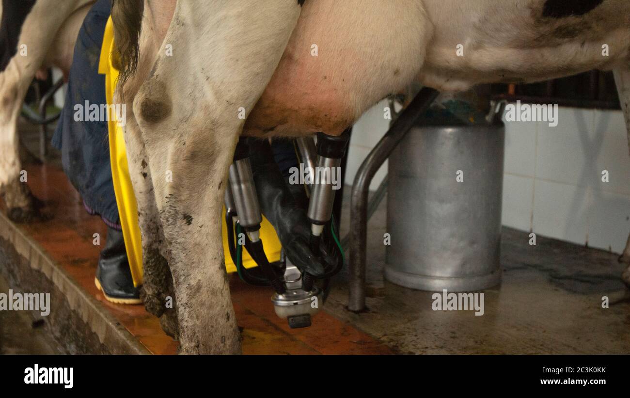 La vaca se detuvo en ordeño mecánico con tubos de succión conectados a sus ubres Foto de stock