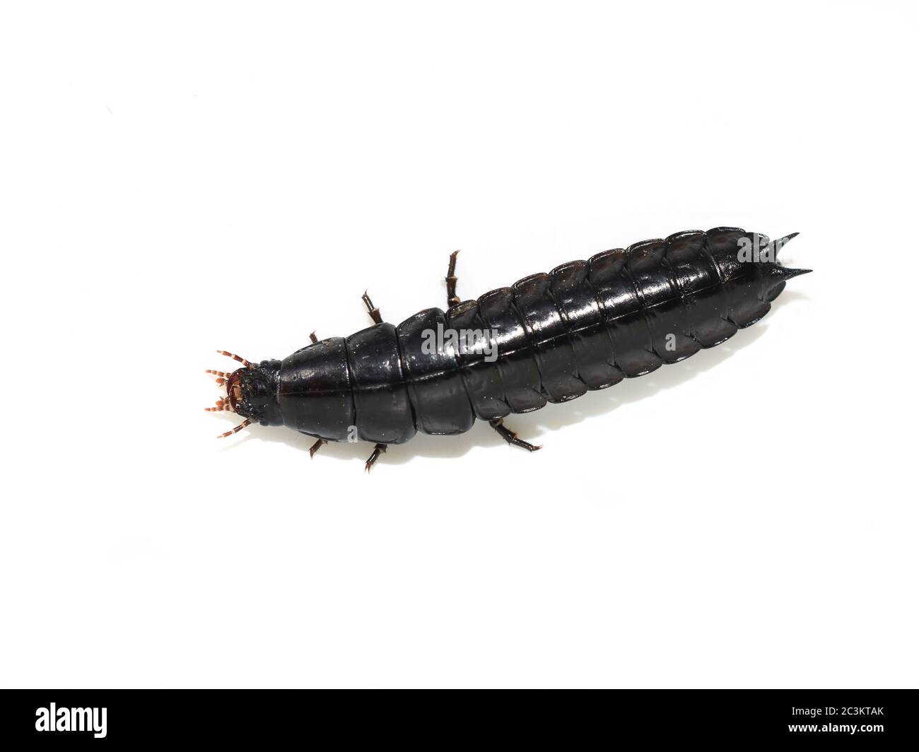 Larva brillante negra del escarabajo de tierra aislado sobre fondo blanco Foto de stock