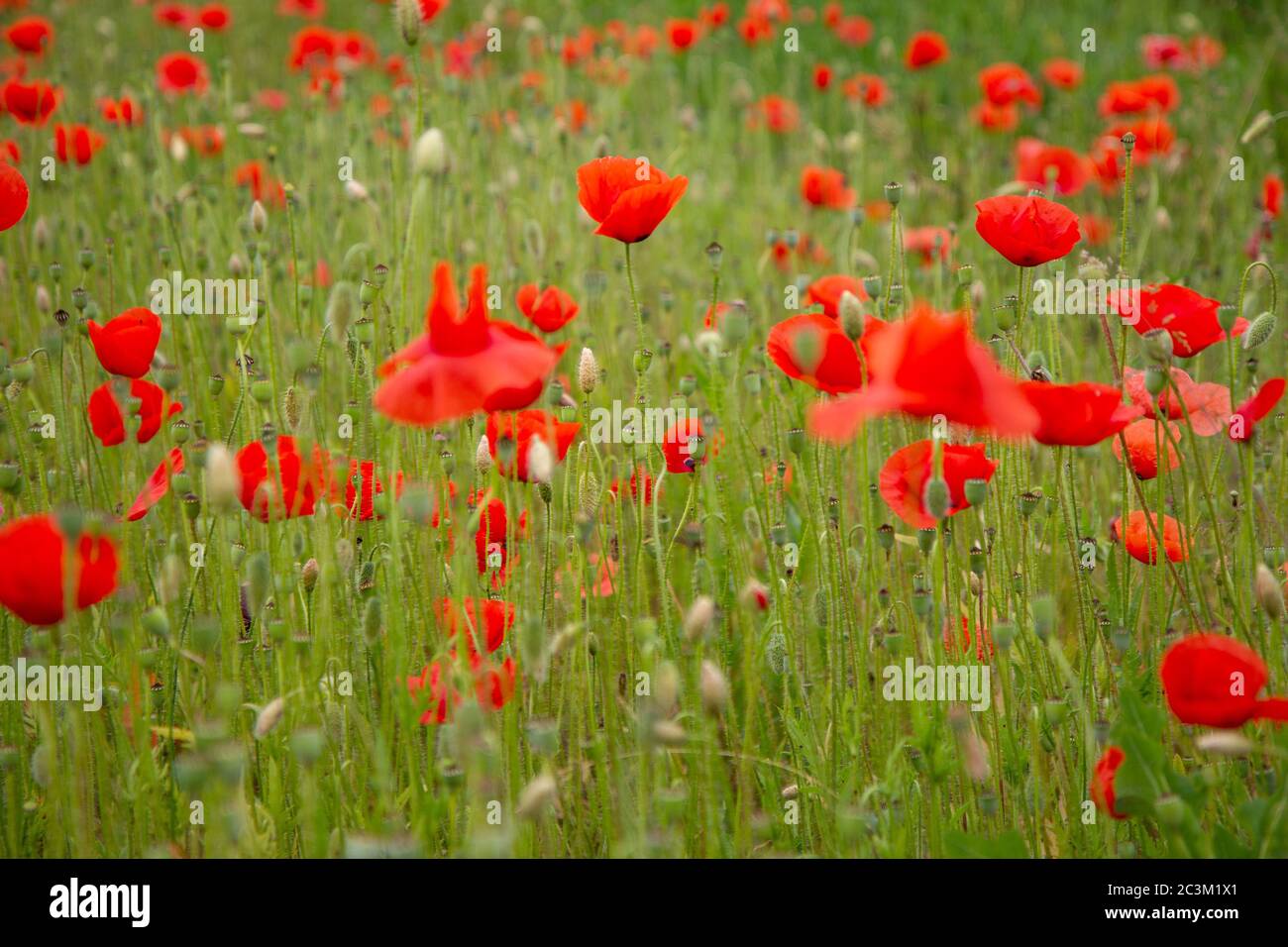Flores de amapola roja en un prado. (Las flores de la amapola común – también llamada amapola de campo o maíz – las roeas de papaver.) Rodada en 2016 en Eslovaquia. Foto de stock