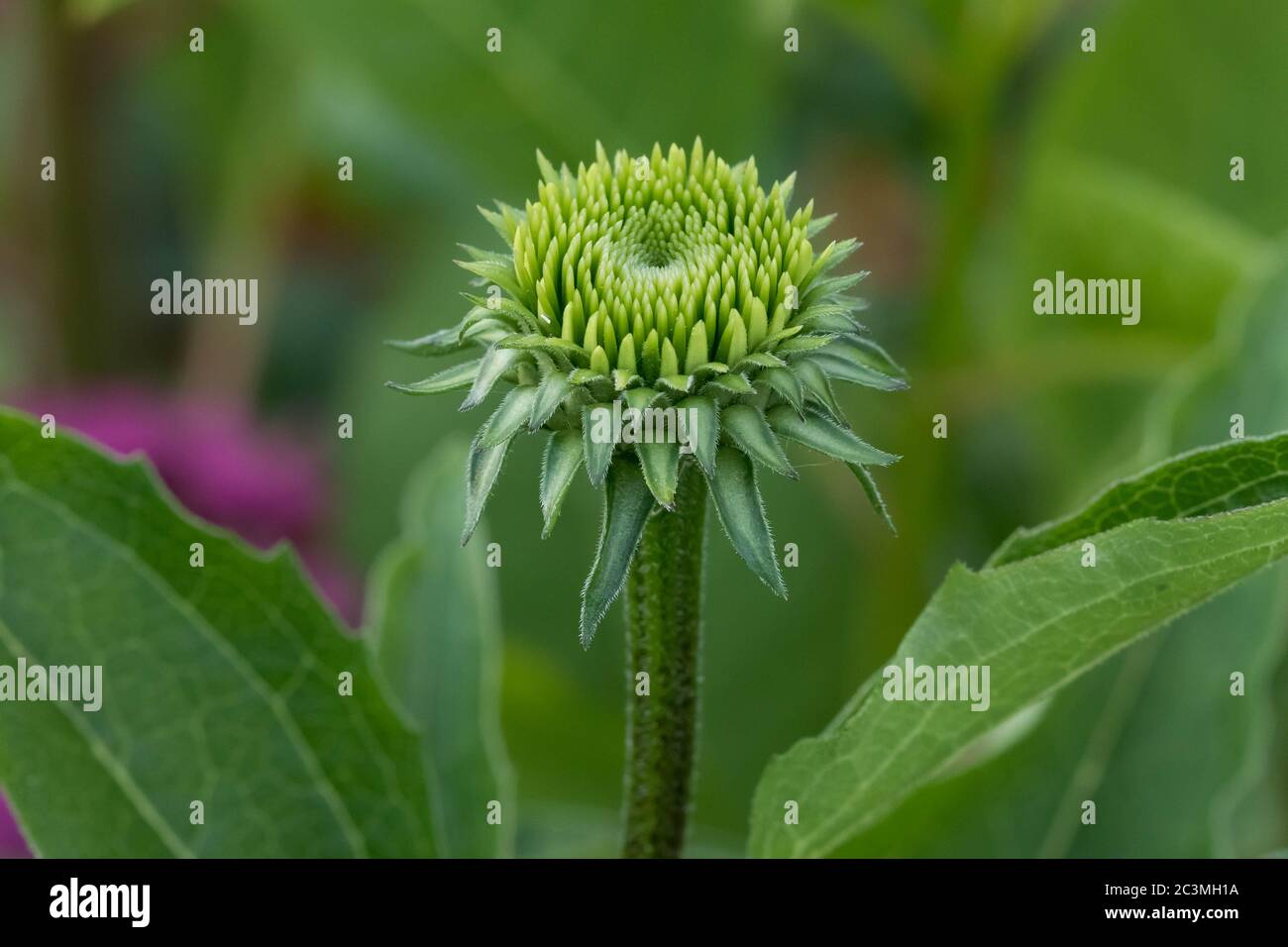 cerca de un florecimiento de flores de conejina en el cultivo en el jardín de lirios Foto de stock