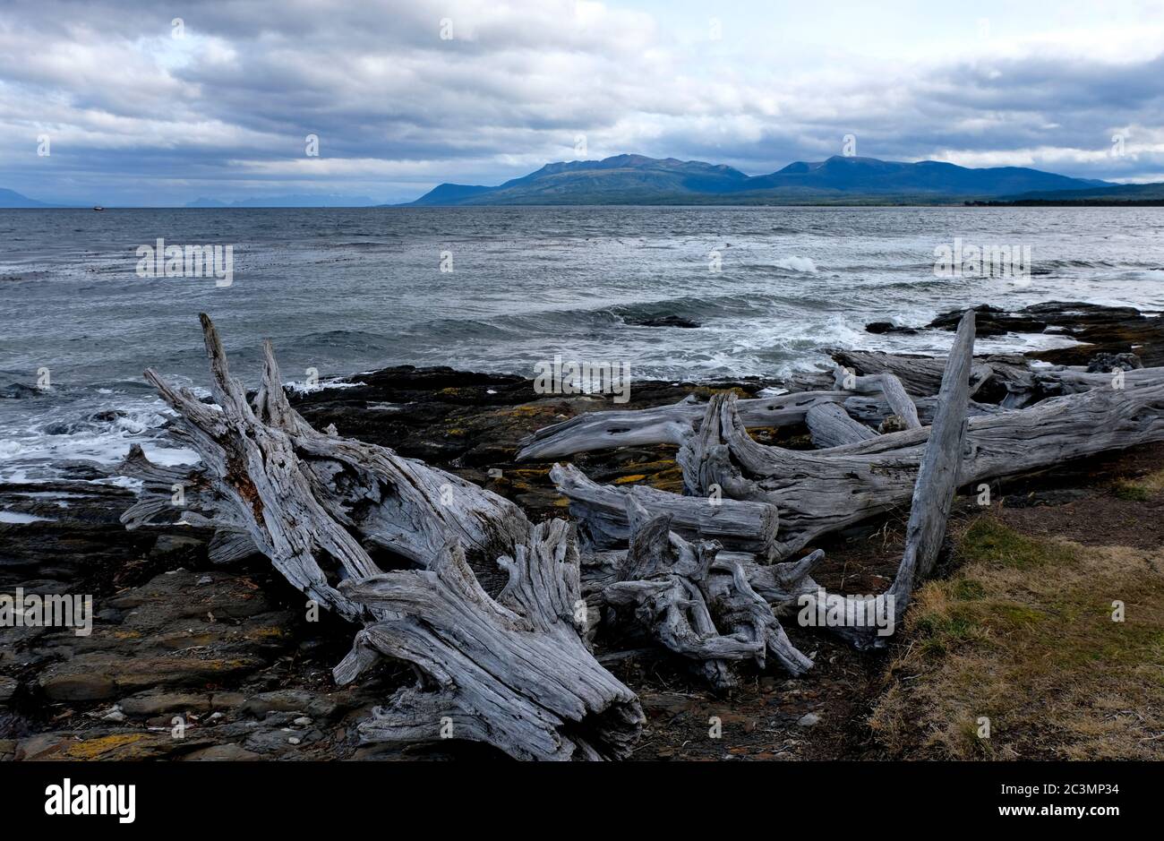 Troncos secos, Estrecho de Magallanes, Bulnes Ford, Patagonia, Chile Foto de stock