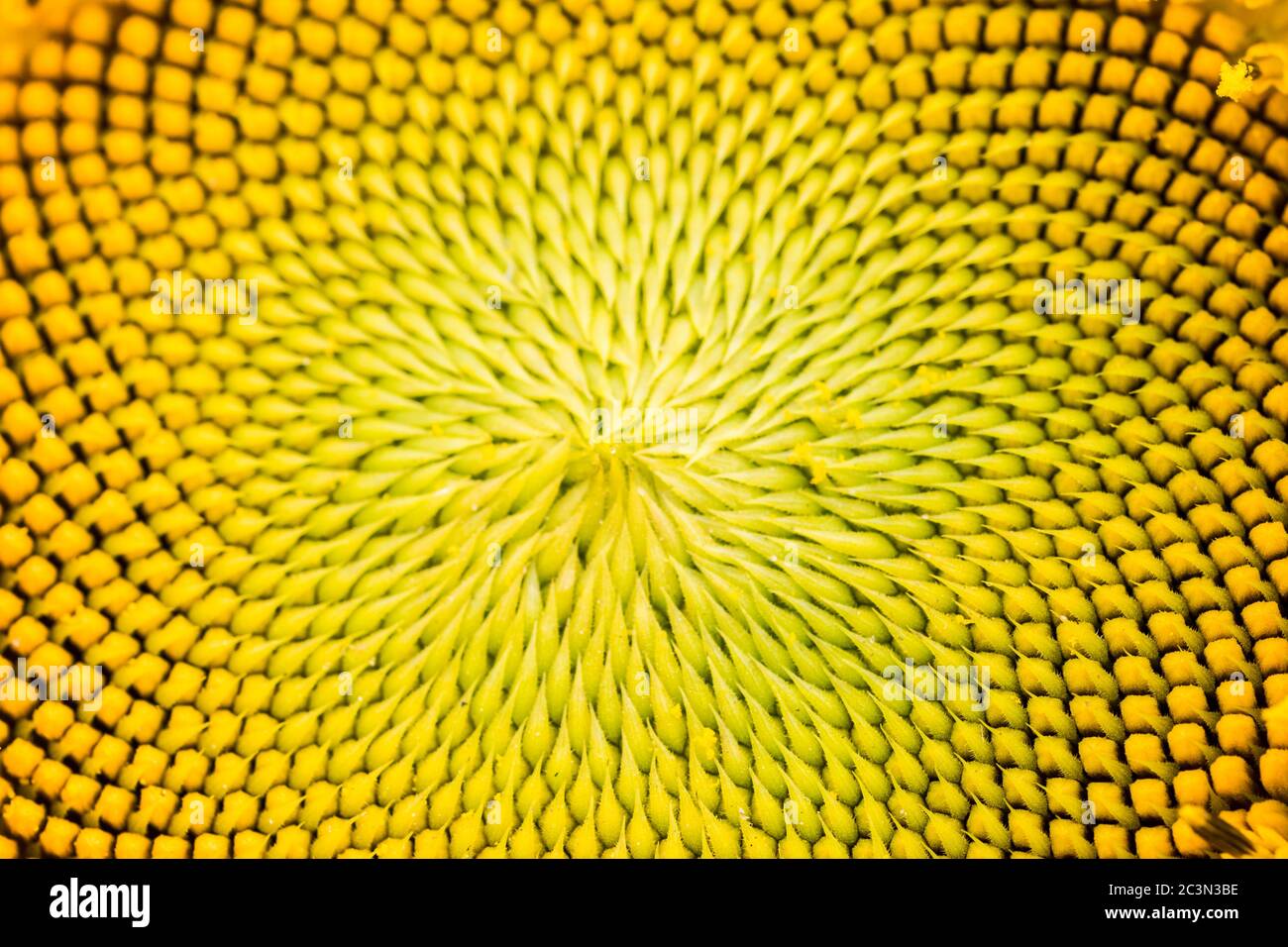 Imagen de primer plano de girasol. Las semillas están dispuestas de manera  geométrica como fractal Fotografía de stock - Alamy