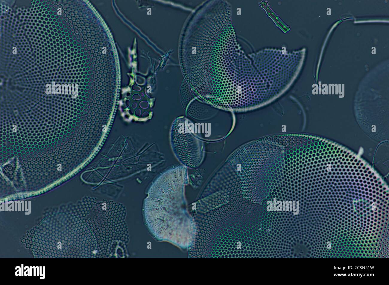 diatomeas marinas bajo el microscopio