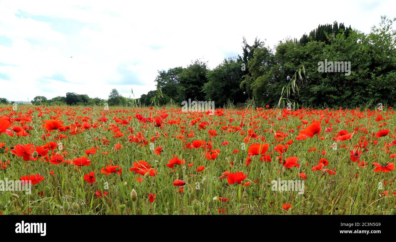 Espectacular despliegue de Wild Poppies en un campo detrás del cementerio de St Owen en Bromham, cerca de Bedford, Inglaterra el domingo 21 de junio de 2020 Foto por Keith Mayhew crédito: KEITH MAYHEW/Alamy Live News Foto de stock