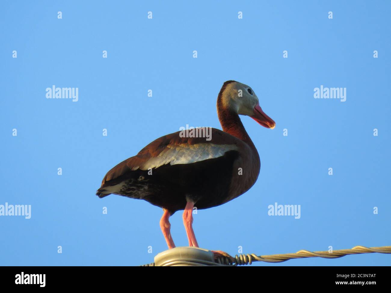 Pato de pato de pato de morcón sentado sobre un alambre eléctrico Foto de stock