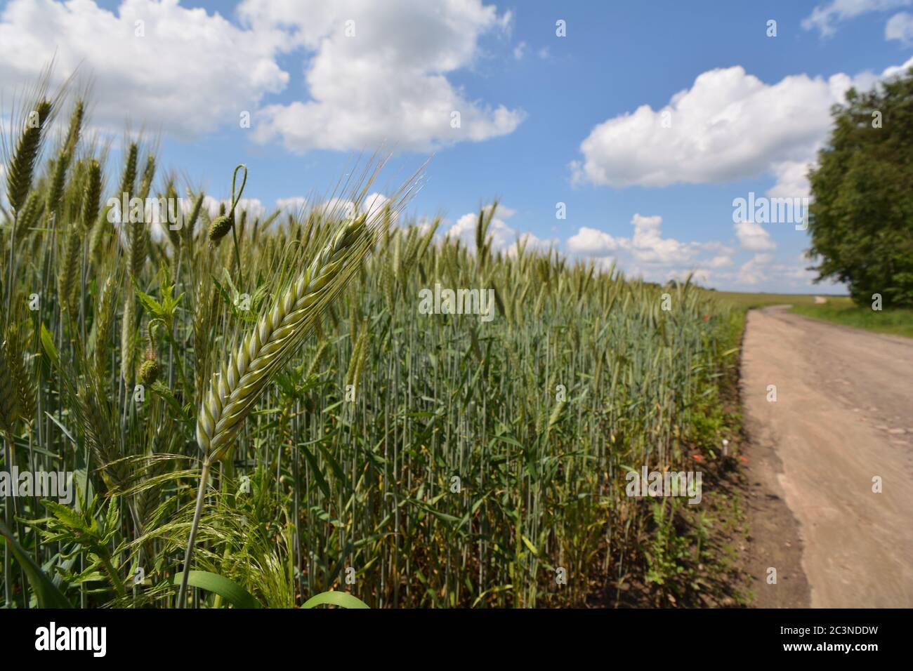 Oído de cebada cerrajada con un campo y una carretera de campo en el fondo Foto de stock