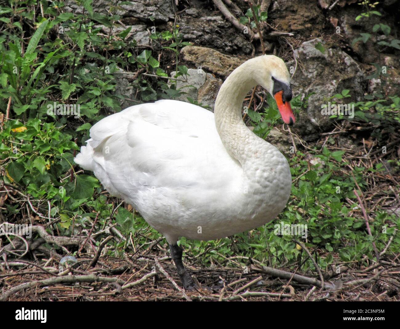 Bedford, Reino Unido. 21 de junio de 2020. Swan en su nido junto al lago en Bedford Park, Bedford, Inglaterra el domingo 21 de junio de 2020 crédito: KEITH MAYHEW/Alamy Live News Foto de stock