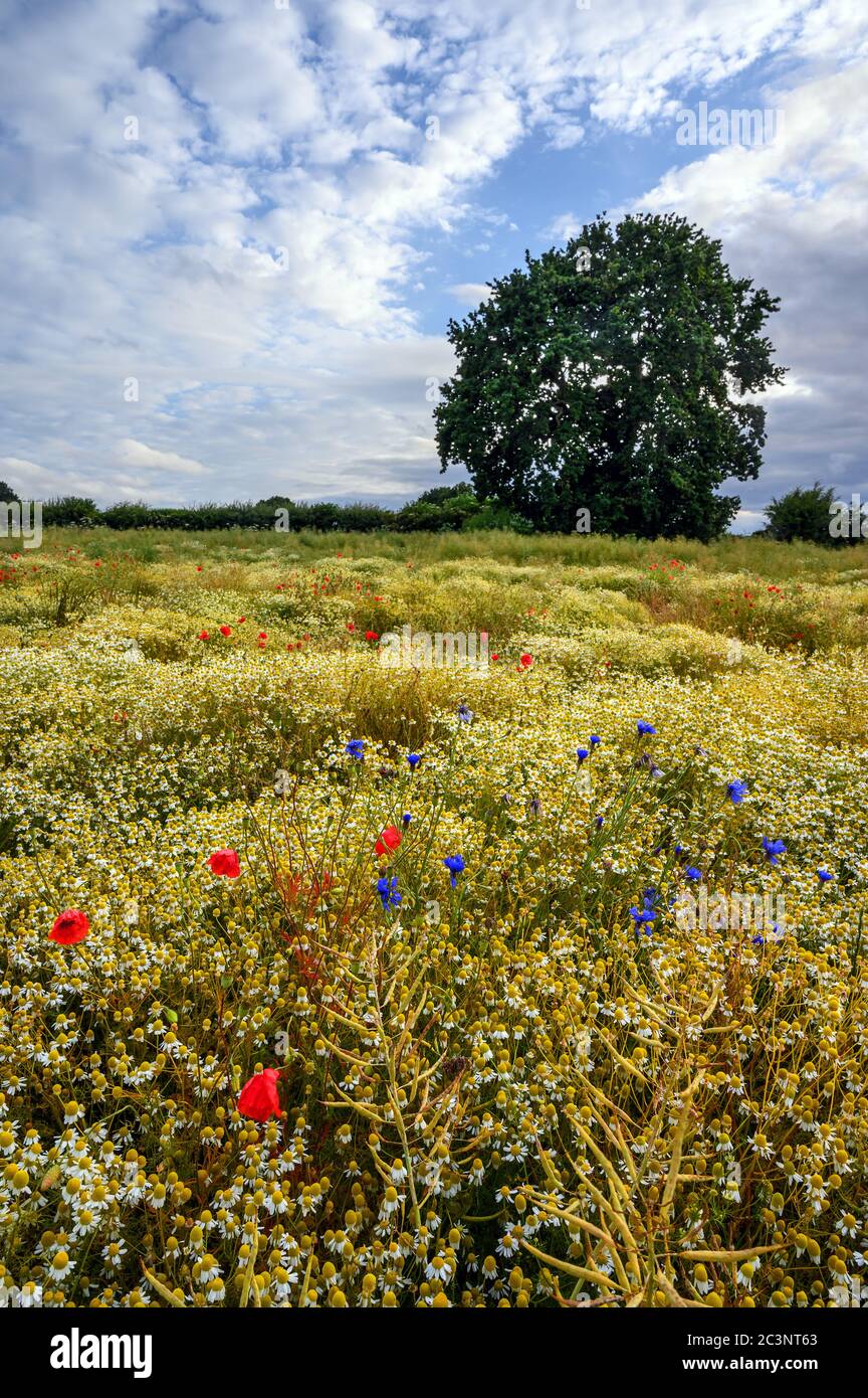 Amapolas en un campo de flores silvestres cerca de West Wickham en Kent, Reino Unido. Bonita escena en el campo inglés con amapolas, flores de maíz y margaritas Foto de stock
