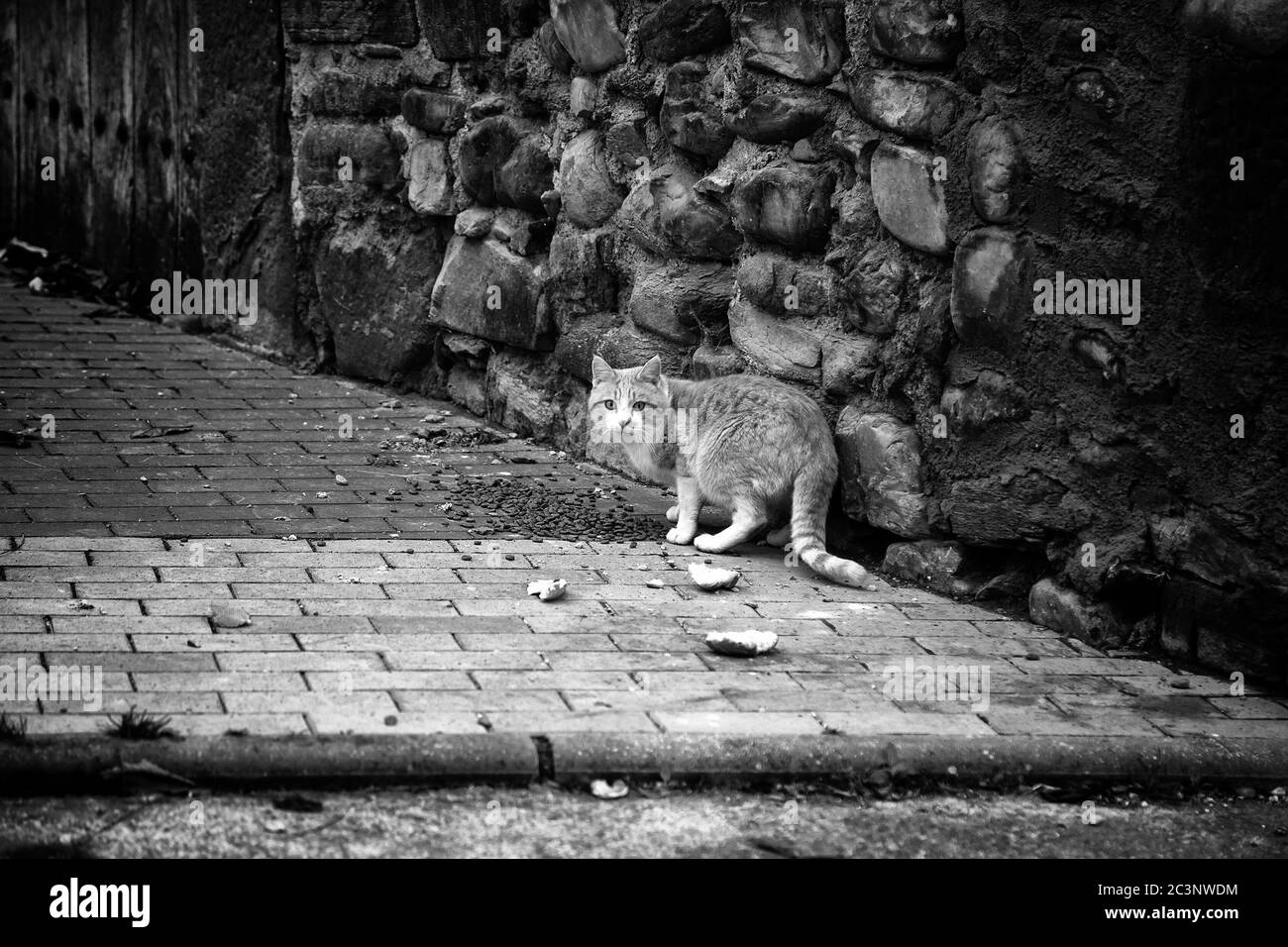Gatos abandonados en la calle, maltrato animal, tristeza Fotografía de stock - Alamy Gatos abandonados en la calle, maltrato animal, tristeza Fotografía de stock - Alamy