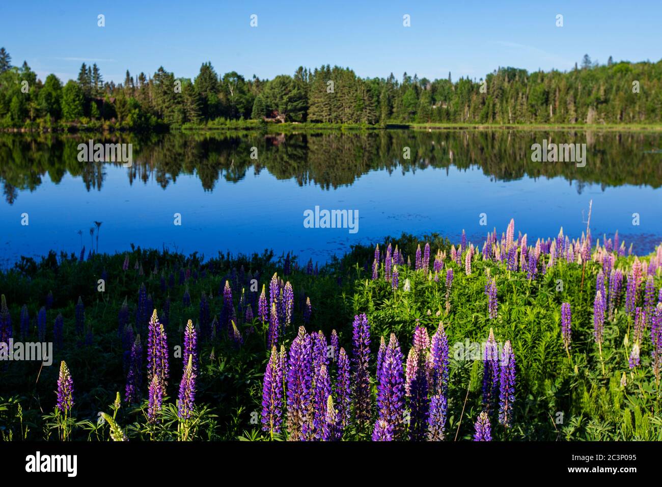 Parque nacional Mont Tremblant en verano Foto de stock