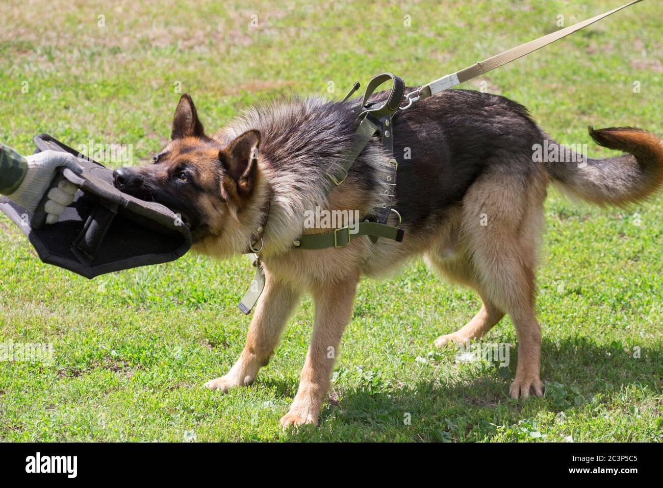 Entrenando a un perro pastor alemán en un club cínico. Demostración de  ataque. Curso de entrenamiento para perros Fotografía de stock - Alamy